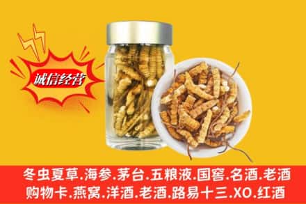 滨州阳信县名酒回收散虫草.jpg